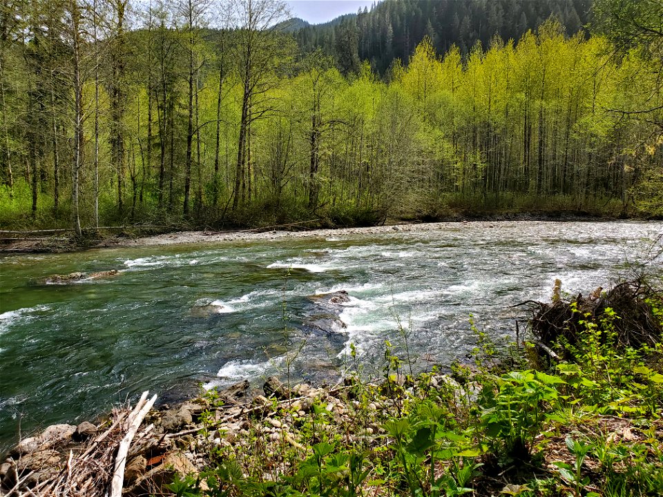Sauk River from the Beaver Lake Trail, Mt. Baker-Snoqualmie National Forest. Photo by Anne Vassar April 29, 2021.