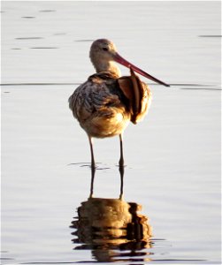 304 - MARBLED GODWIT (10-2-2021) elk creek outlet, crescent city, ca -01