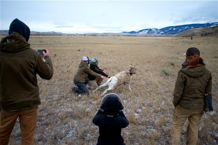 Bighorn Sheep Collaring Research photo