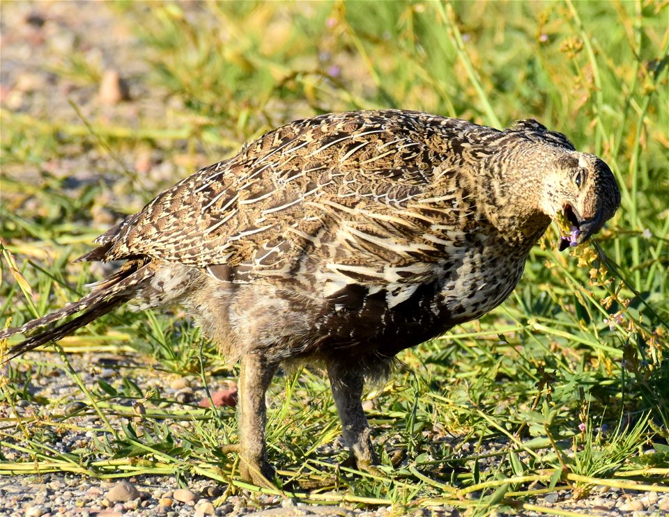 Greater sage-grouse at Seedskadee National Wildlife Refuge