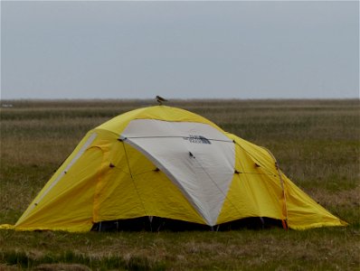 Dunlin on tent photo
