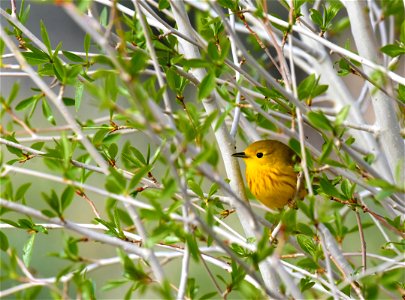 Yellow warbler on Seedskadee National Wildlife Refuge