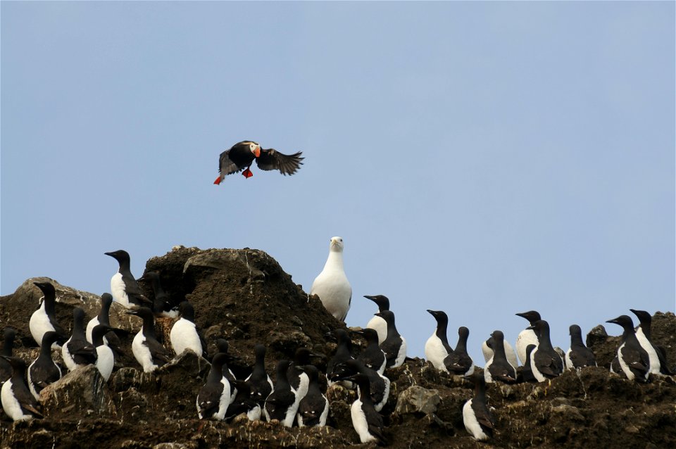 Birds of Bogoslof Island photo