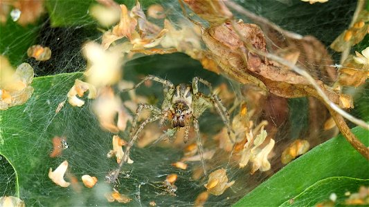 Allagelena gracilens mit Beute photo