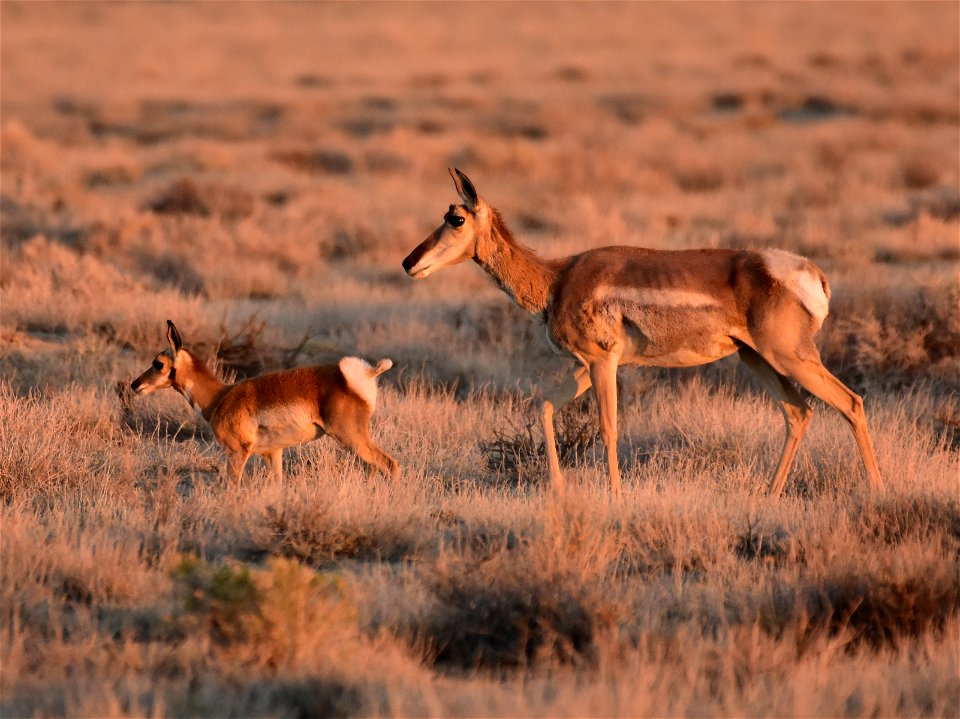 Pronghorn at Seedskadee National Wildlife Refuge