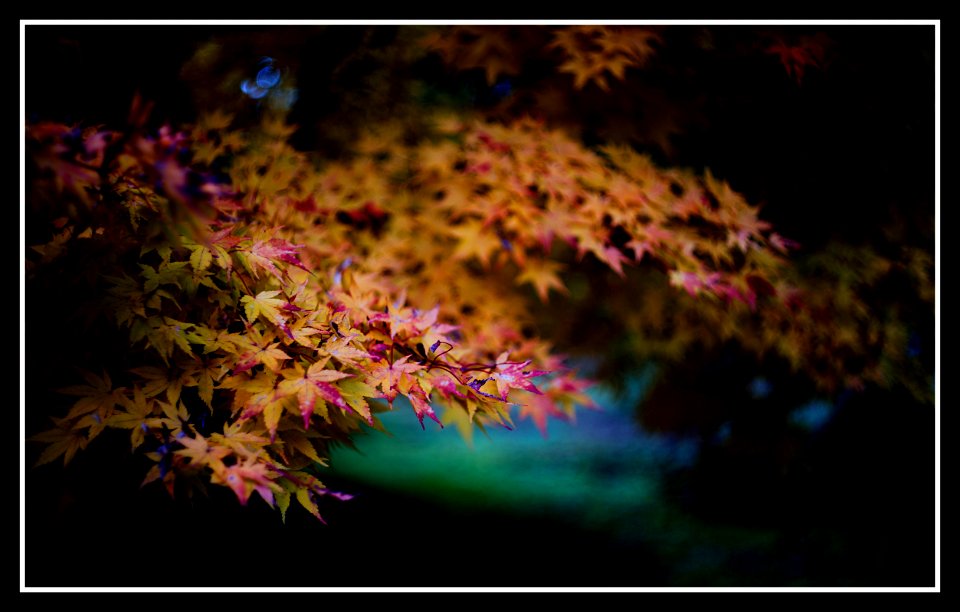 Acer Japonicum! (Villa Taranto)