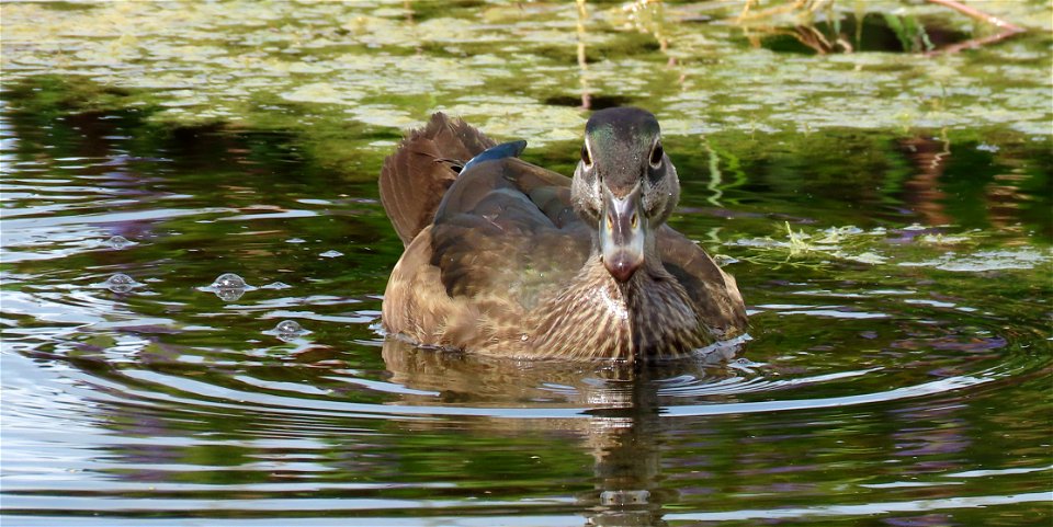 Wood Duck photo