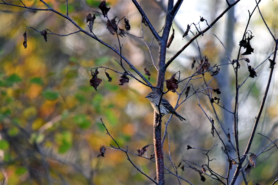 Yellow-rumped warbler photo