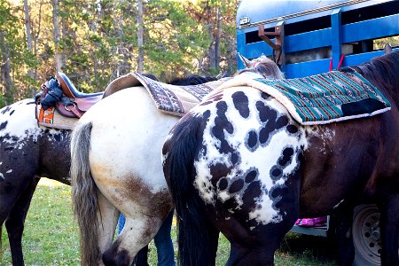 Nez Perce Appaloosa Horse Club Ride and Parade
