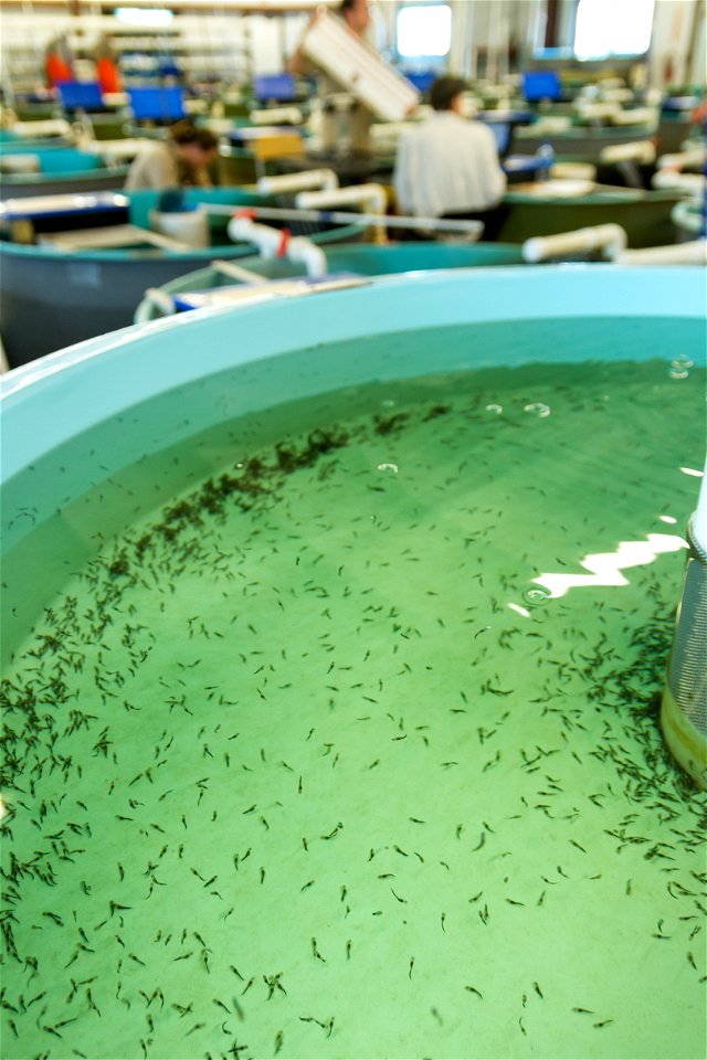 Pallid sturgeon fry