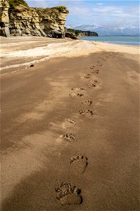 Tracks at Katmai Bay