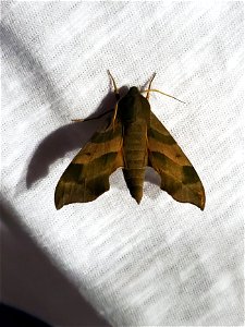 Virginia Creeper Sphinx Moth photo