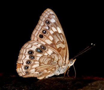 EMPEROR, HACKBERRY (Asterocampa celtis) (02-27-2023) national butterfly center, hidalgo co, tx -01