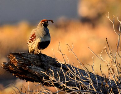 Gambel's quail in Arizona photo