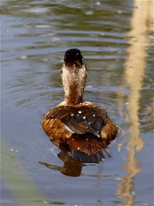 Water on a Duck's Back. photo
