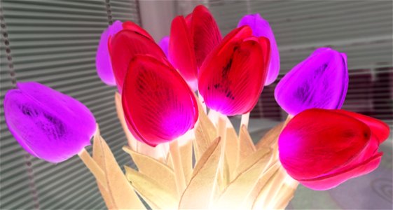 tulips_lalele-2023_0227_202920