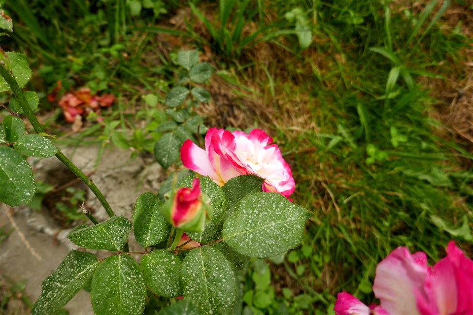 izvorul_Parintelui2018_0825_185600