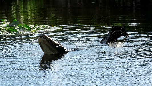 Alligator photo