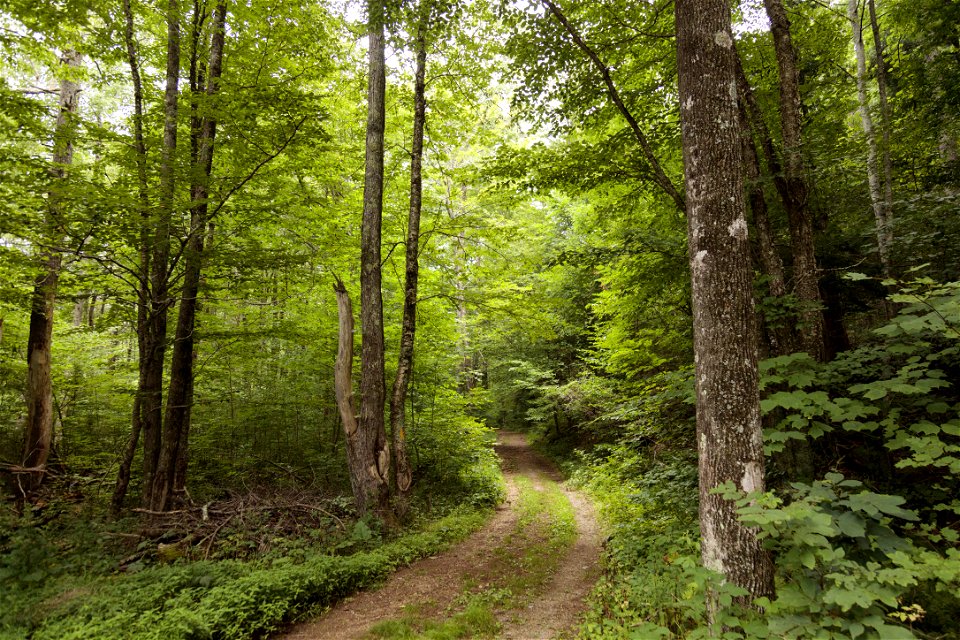 Rapidan Forest photo