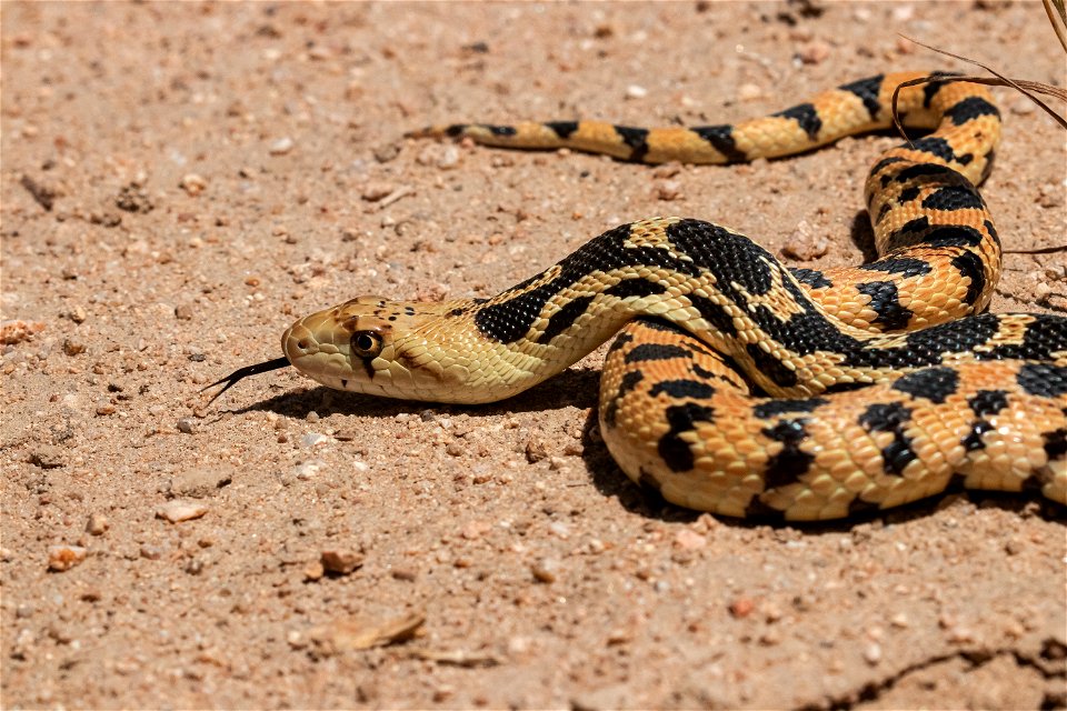 Gophersnake species