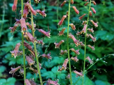 Mountainbells aka bronze bells.  Old Sauk Trail, Mt. Baker-Snoqualmie National Forest. Photo by Anne Vassar June 2, 2021.