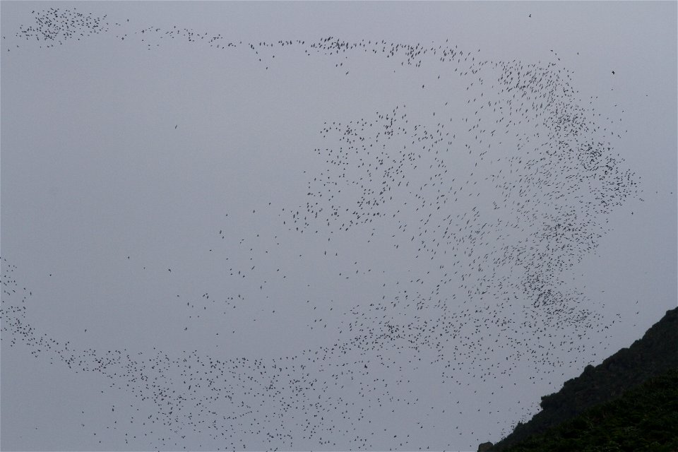 Cloud of auklets flying off Buldir Island