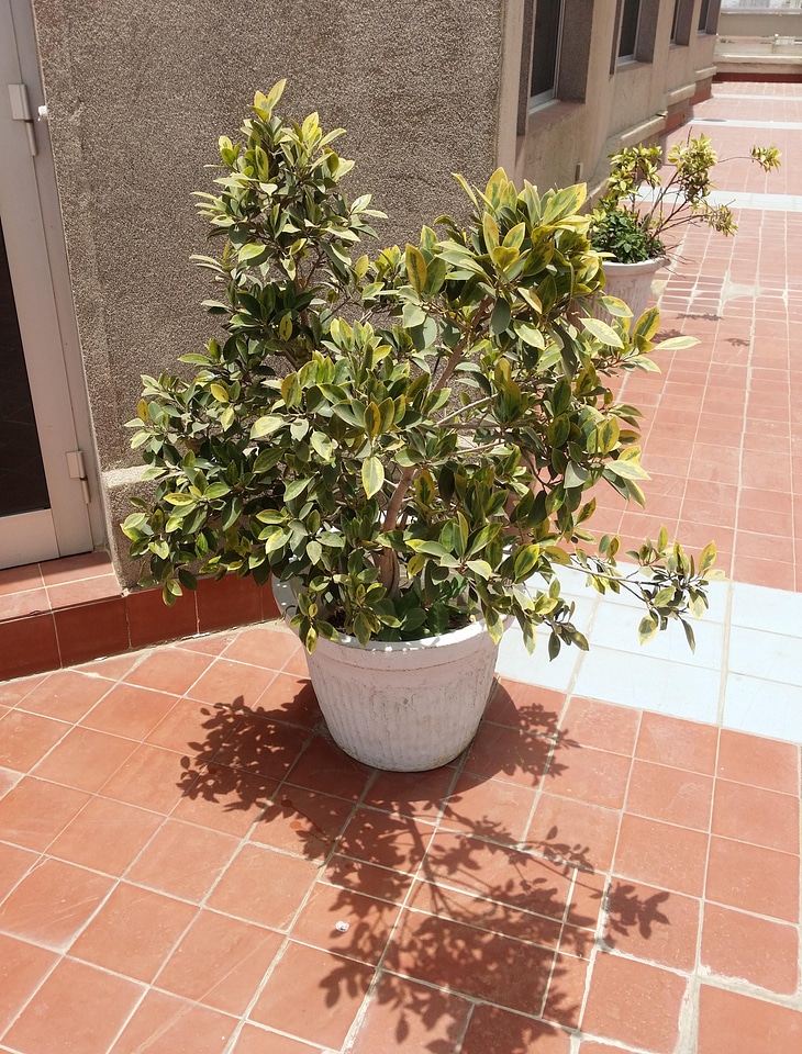 Flower pot terrace