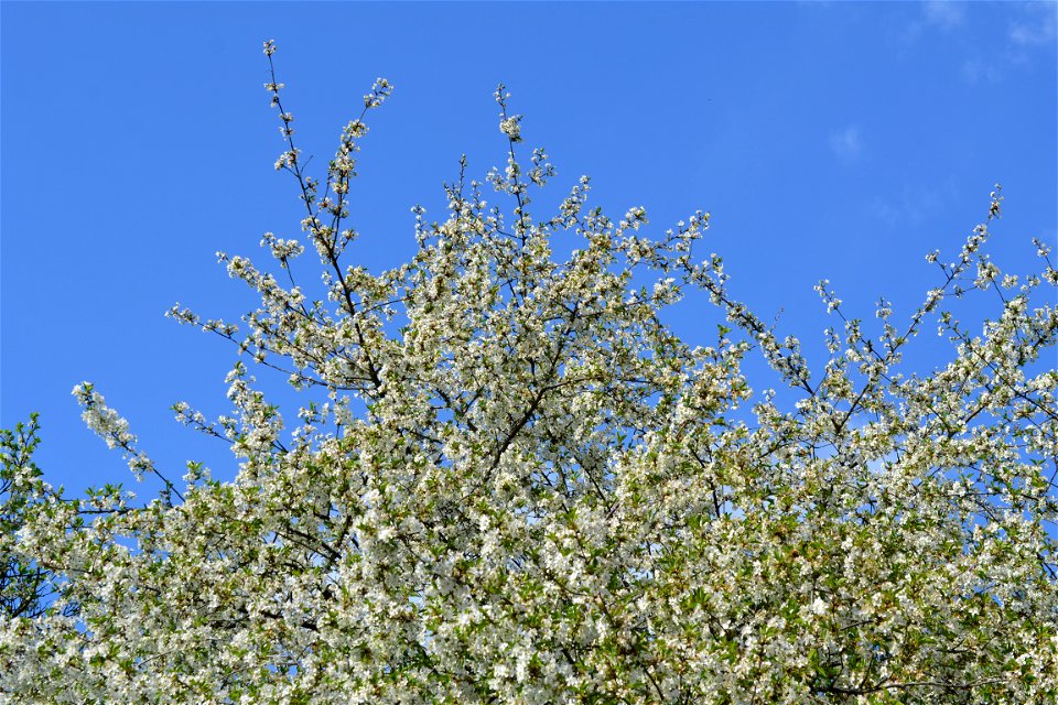 Spring ,April 2023