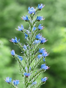 Flower flowers blue photo