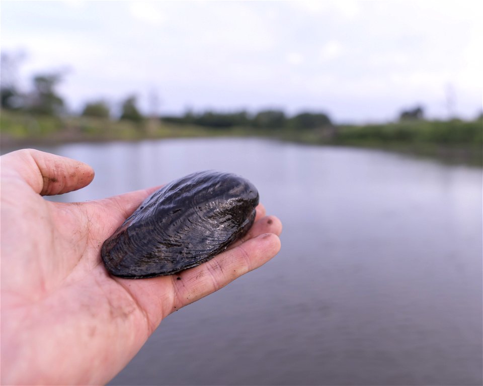 Threeridge Mussel (Amblema plicata)