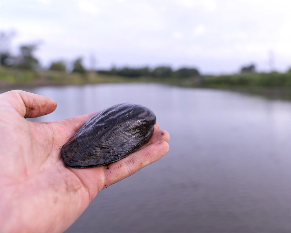 Threeridge Mussel (Amblema plicata) photo