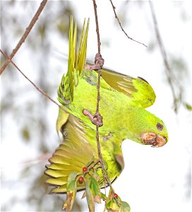 561 - GREEN  PARAKEET (12-31-2021) americana rv park, palmview, hidalgo co, tx -13