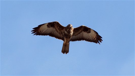 Der Mäubu kann sich über den komischen Vogel da unten nur wundern