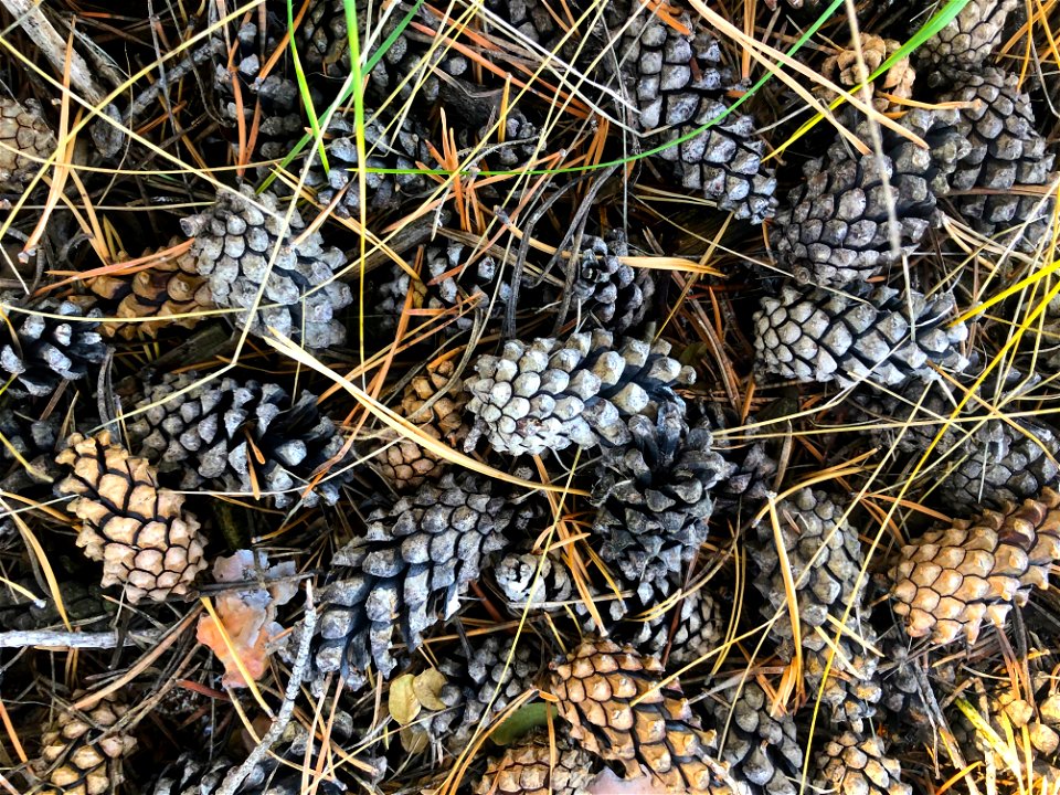 2021/365/301 Pine Cone Jamboree