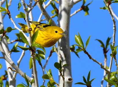 Yellow warbler on Seedskadee National Wildlife Refuge