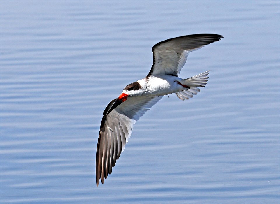 393 - BLACK SKIMMER  (02-12-2023) birding center, south padre island, cameron co, tx -13