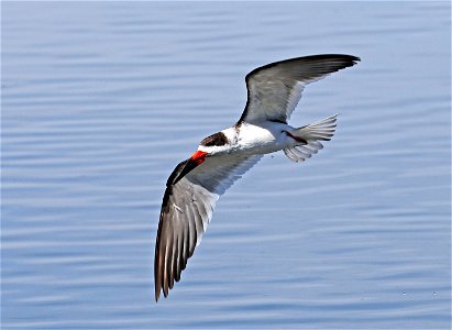 393 - BLACK SKIMMER  (02-12-2023) birding center, south padre island, cameron co, tx -13