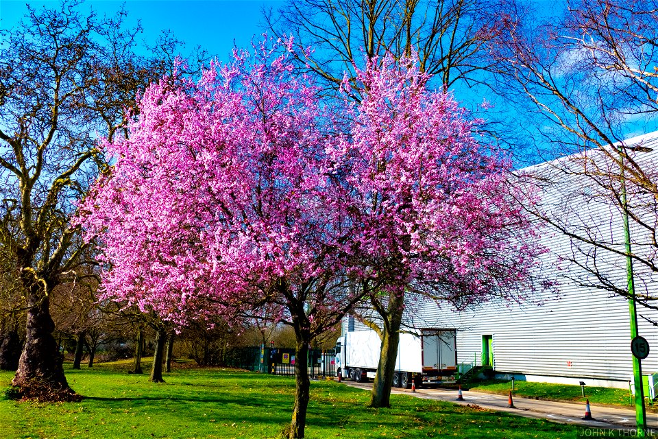 Blossom at Waitrose RDC Aylesford