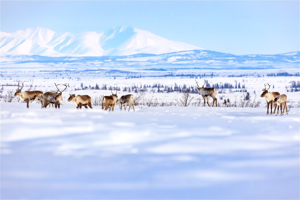 Caribou along a winter trail on Selawik National Wildlife Refuge