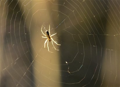 Spider building web at Seedskadee National Wildlife Refuge photo
