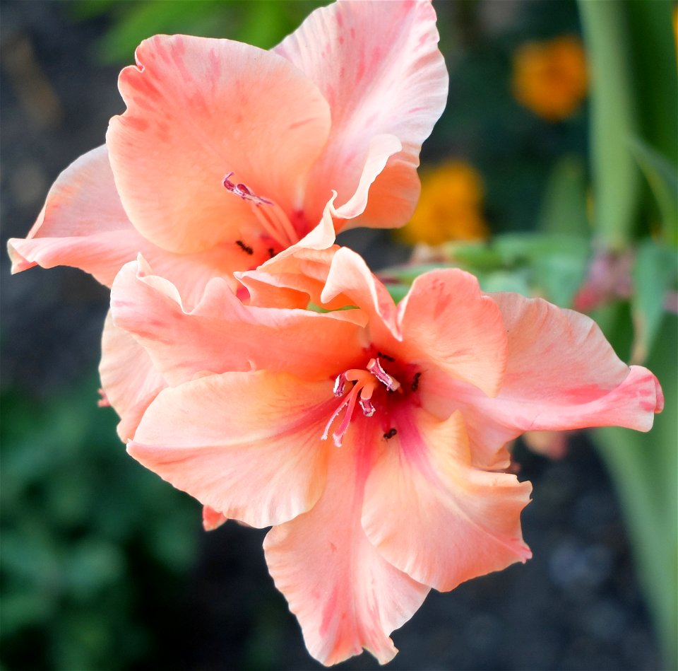 manastirea_Agapia2015_0808_154319
