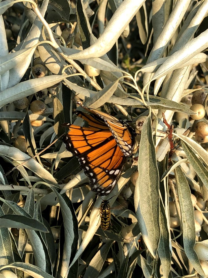 Monarch Butterfly photo