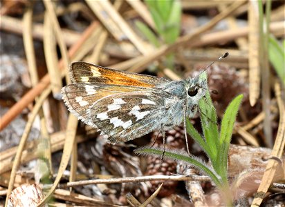 SKIPPER, JUBA (Hesperia juba) (06-15-2022)  lily glen county campground, rogue river-siskiyou nat for, jackson co, or (1)