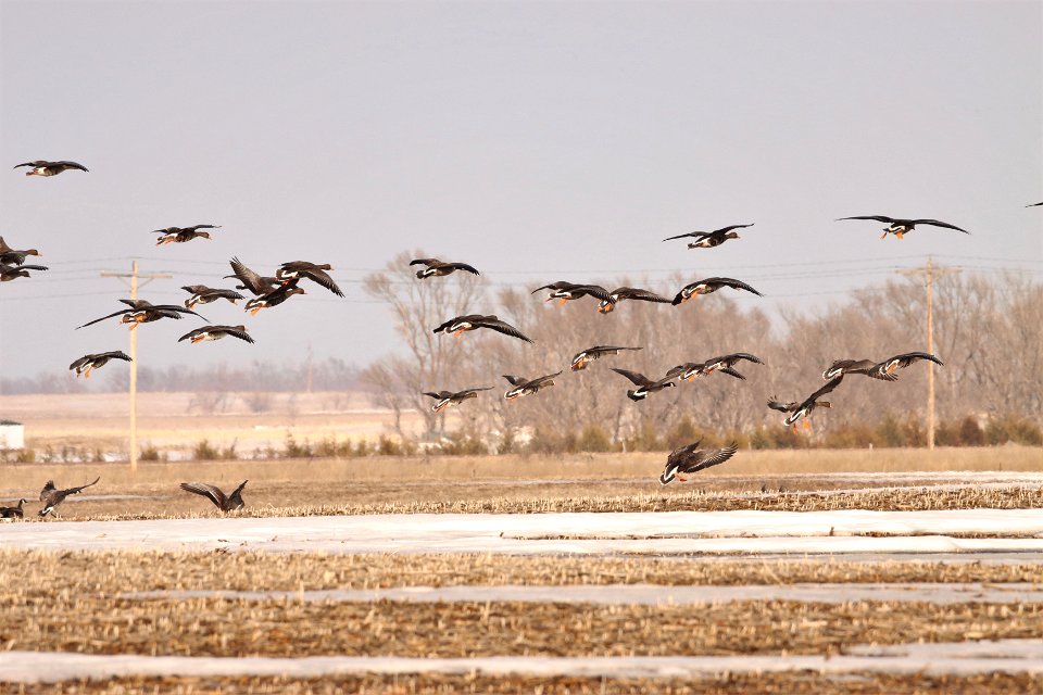 Spring Geese Migration Huron Wetland Management District