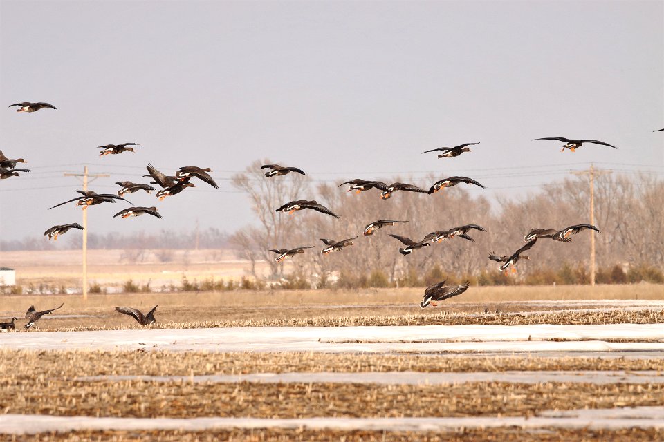 Spring Geese Migration Huron Wetland Management District photo