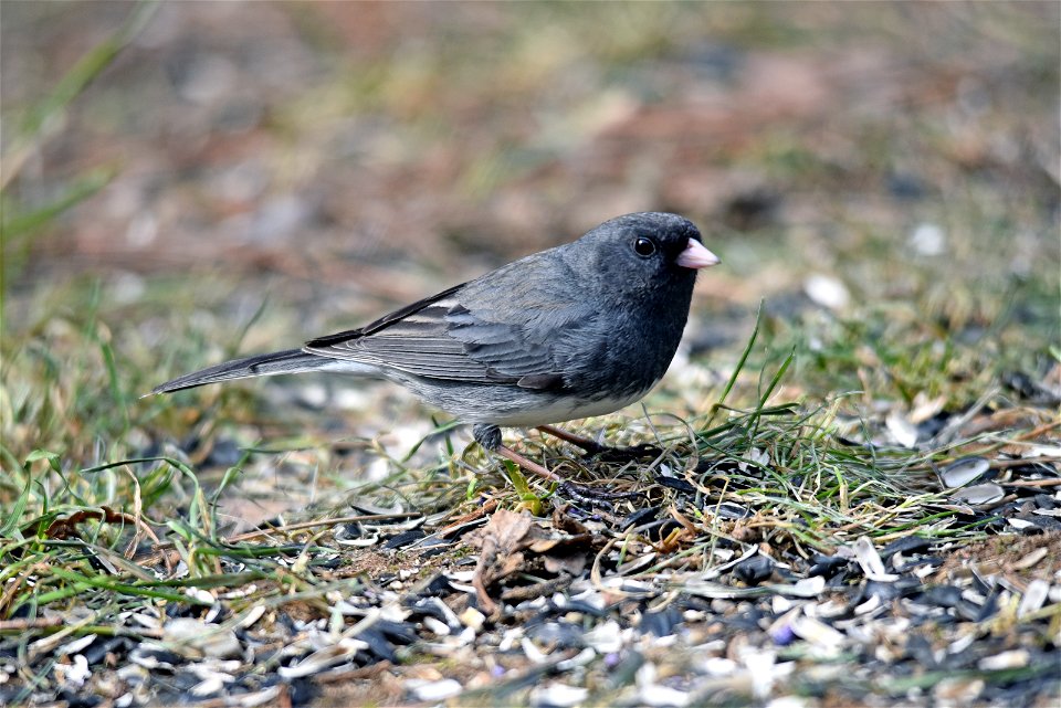 Dark-eyed junco photo