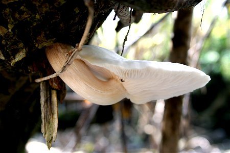 White Mushroom photo