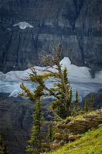 Whitebark Pine and Sexton Glacier photo
