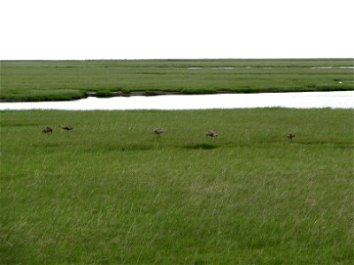 Group of Sandhill Cranes