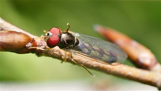 Melanostoma scalare (Matte Schwarzkopf-Schwebfliege) - Männchen